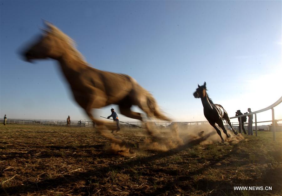 #CHINA-INNER MONGOLIA-XILINGOL-HORSE(CN)