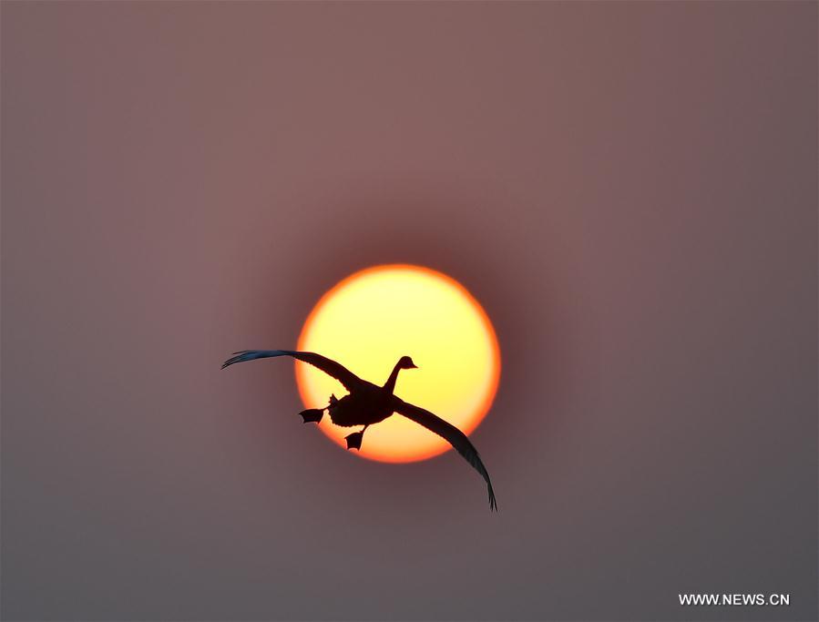 CHINA-JIANGXI-POYANG LAKE-BIRDS (CN)