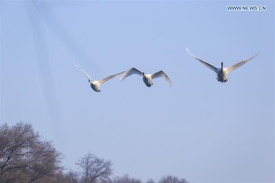 CHINA-XINJIANG-SWAN(CN)