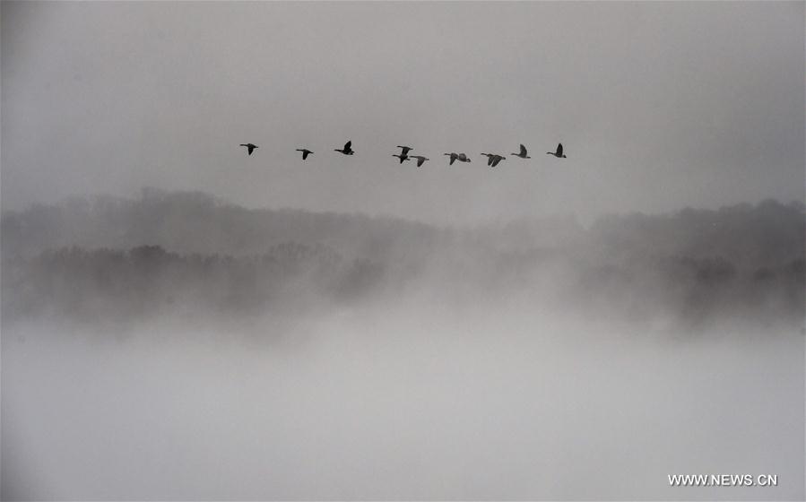 U.S.-WASHINGTON D.C.-FOG