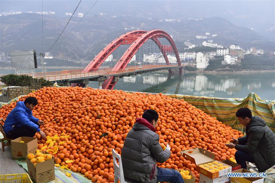 #CHINA-HUBEI-ZIGUI-NAVEL ORANGE (CN)