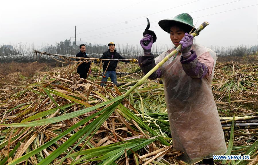 CHINA-GUANGXI-RONGSHUI-SUGARCANE HARVESTING (CN)