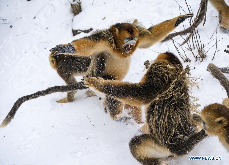 CHINA-HUBEI-SHENNONGJIA-GOLDEN MONKEY (CN)