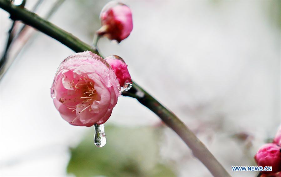 #CHINA-SPRING-PLUM BLOSSOM (CN)