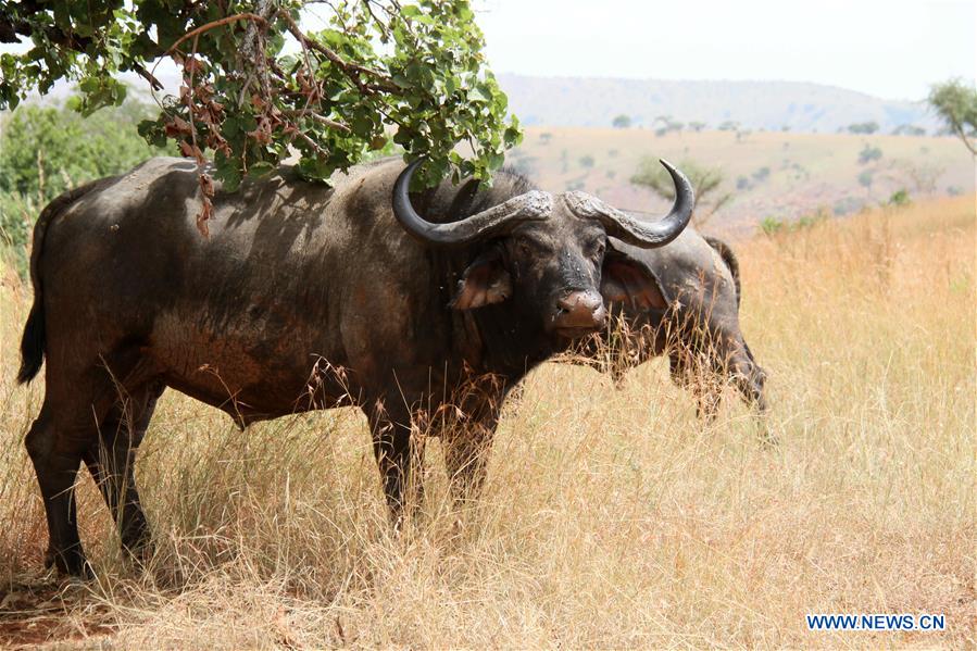 RWANDA-AKAGERA NATIONAL PARK-WILDLIFE