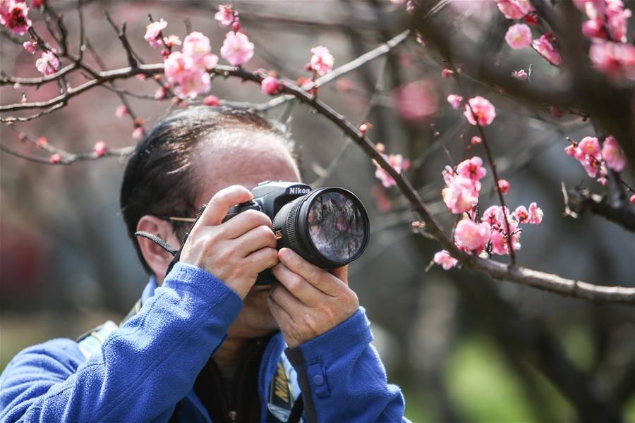 CHINA-HUNAN-CHANGSHA-PLUM BLOSSOMS (CN)