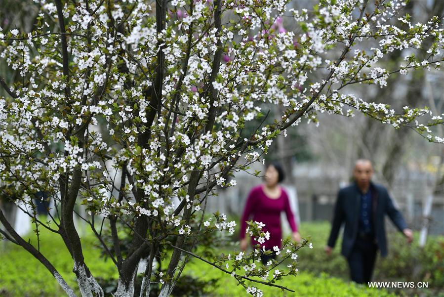 #CHINA-HUBEI-XUAN'EN-FLOWERS (CN)