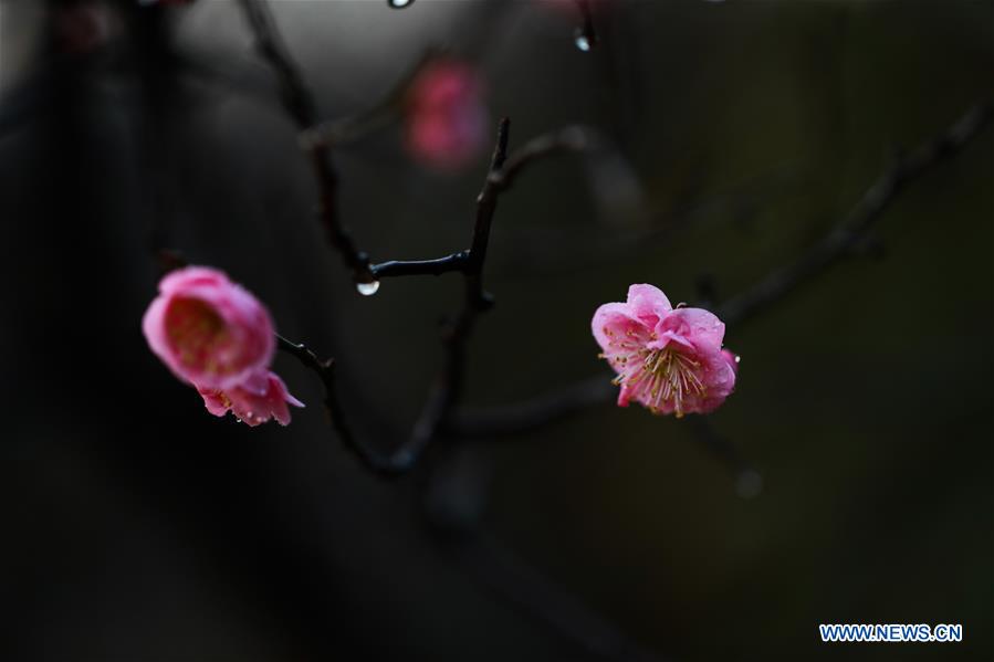 #CHINA-SPRING VIEWS (CN)