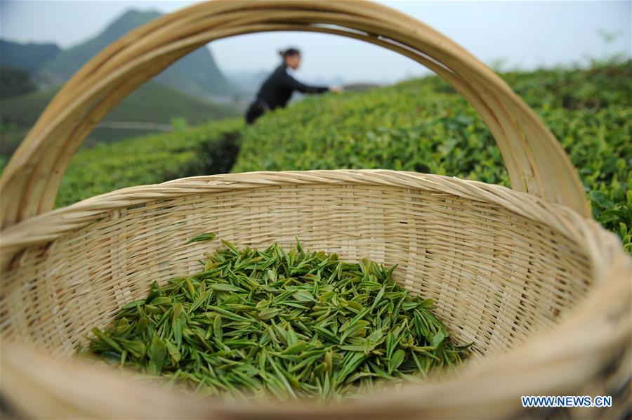 #CHINA-GUIZHOU-ANSHUN-TEA GARDEN (CN*)