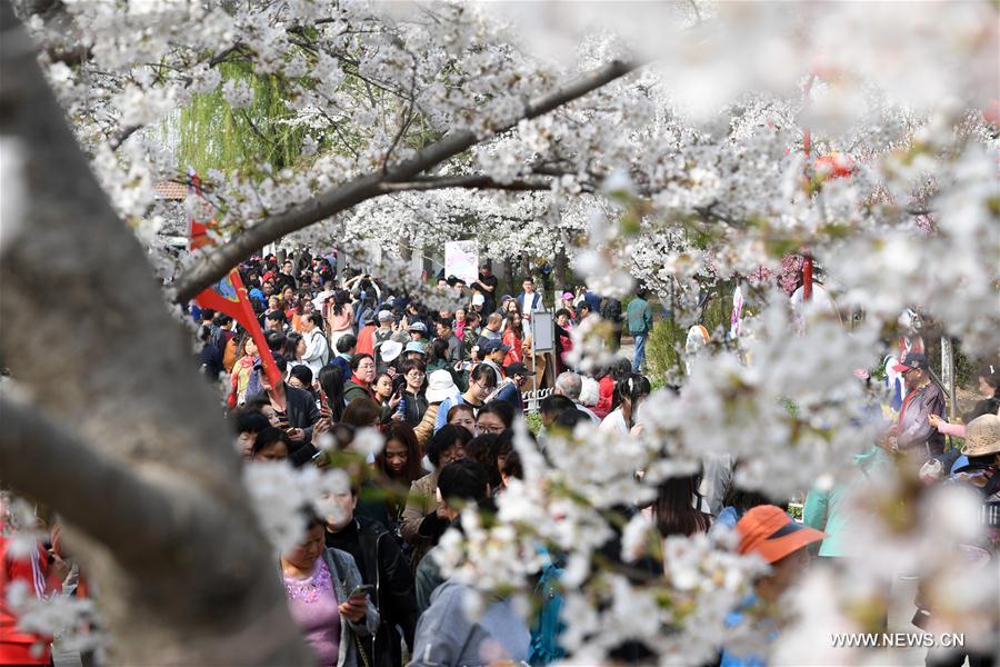 CHINA-BEIJING-CHERRY BLOSSOMS (CN)