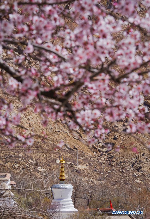 CHINA-TIBET-MONASTERY-FLOWER(CN)