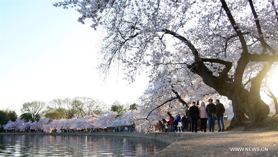 U.S.-WASHINGTON D.C.-CHERRY BLOSSOMS