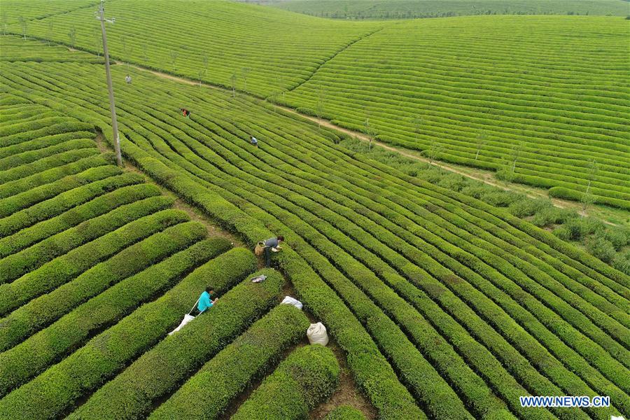 CHINA-MEITAN-TEA GARDEN(CN)