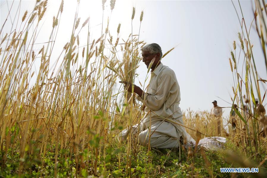 PAKISTAN-RAWALPINDI-WHEAT-HARVEST