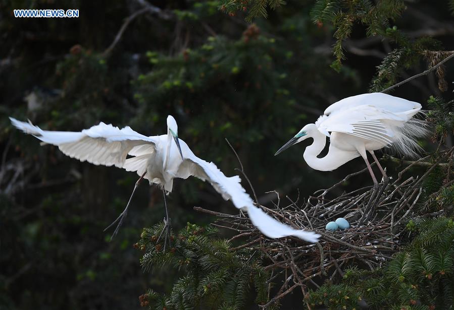 CHINA-JIANGXI-NANCHANG-EGRETS (CN)