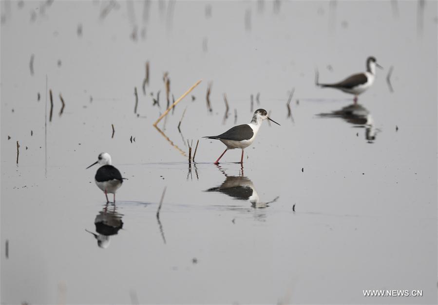 CHINA-INNER MONGOLIA-HOHHOT-MIGRATORY BIRDS(CN)