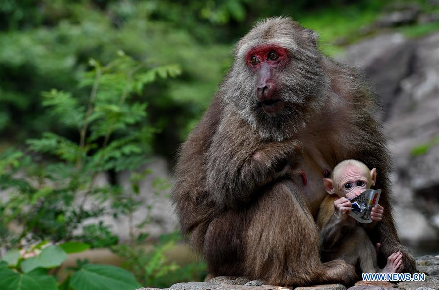 CHINA-NATURE-MOUNT WUYI-MACAQUE (CN)