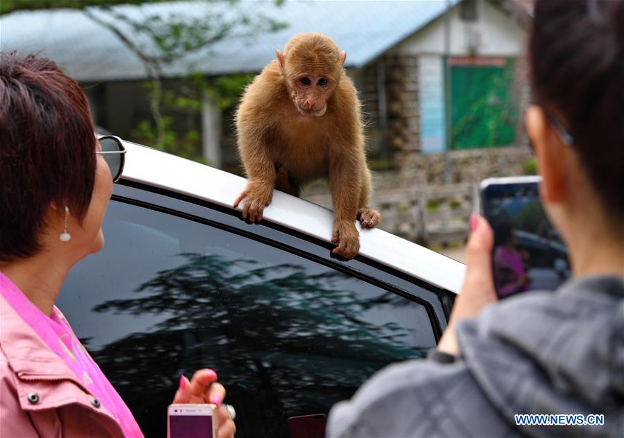 CHINA-NATURE-MOUNT WUYI-MACAQUE (CN)