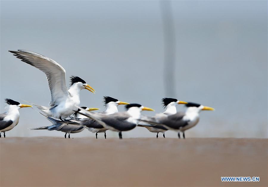 CHINA-FUJIAN-GREAT CRESTED TERN (CN)