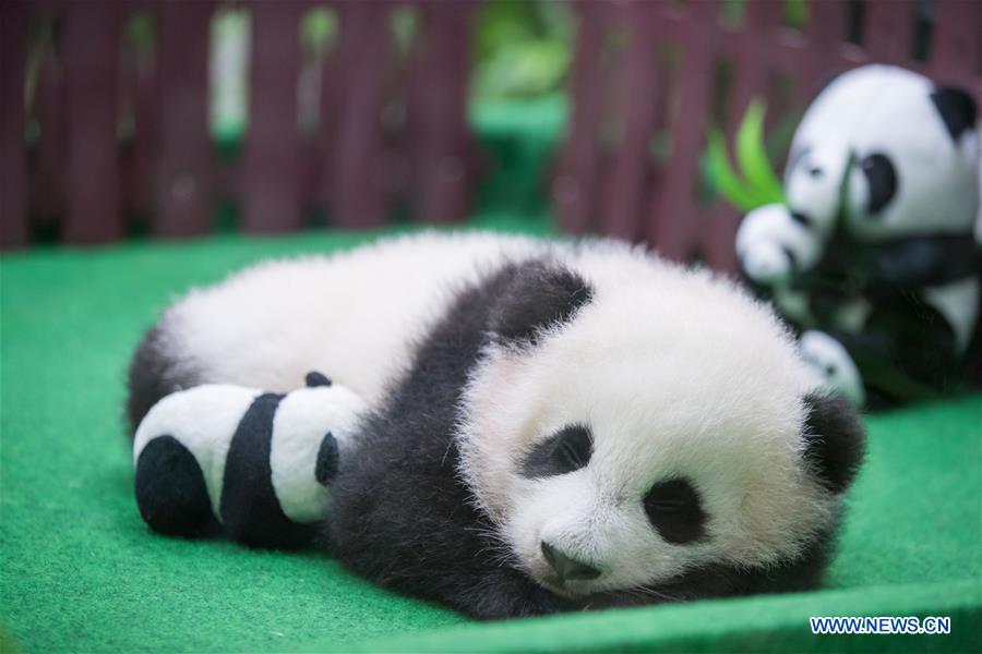 MALAYSIA-KUALA LUMPUR-CHINA-GIANT PANDA CUB-DEBUT