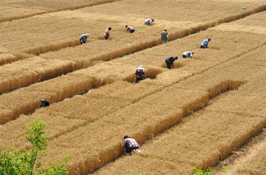 CHINA-HEBEI-CANGZHOU-CROP PRODUCTION (CN)