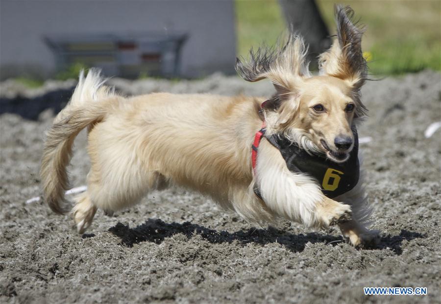 CANADA-VANCOUVER-WIENER DOG RACE