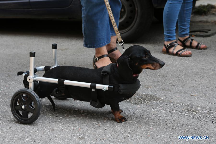 GREECE-ATHENS-WHEELCHAIR-PETS