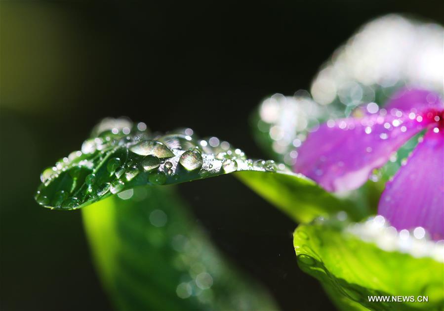 #CHINA-AUTUMN-DEWDROPS (CN)