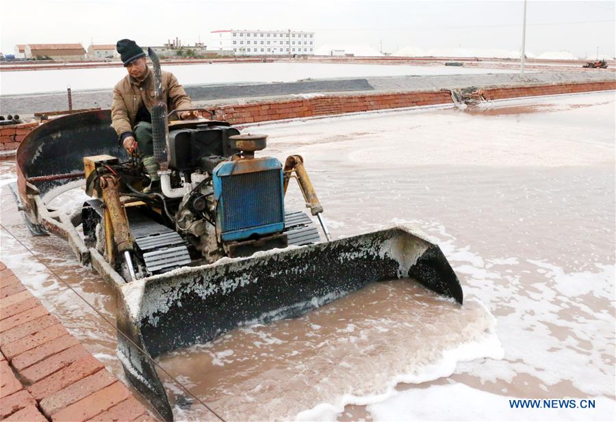 #CHINA-SHANDONG-SALT HARVEST (CN)