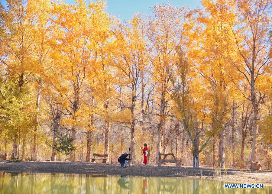 CHINA-JIUQUAN-POPULUS EUPHRATICA-AUTUMN SCENERY (CN)