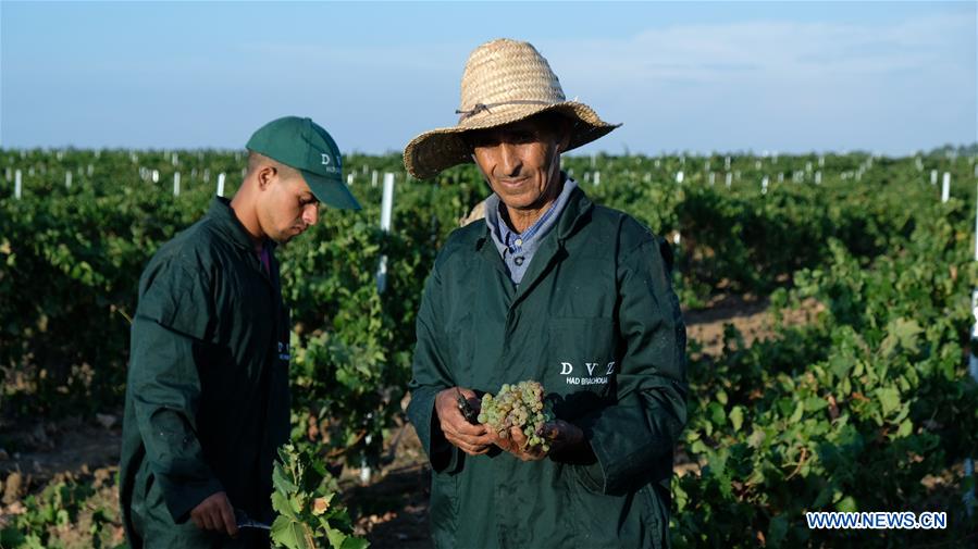 MOROCCO-ROMMANI-WINERY-CIIE