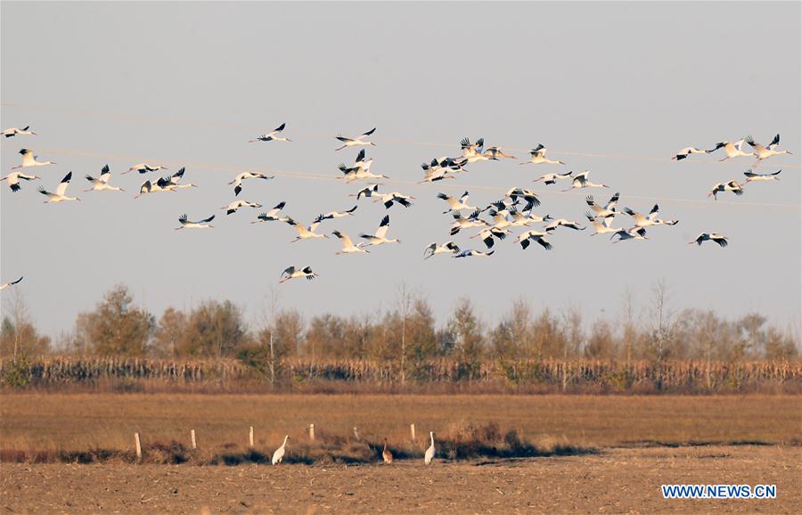 CHINA-JILIN-ZHENLAI-WILD BIRD (CN)