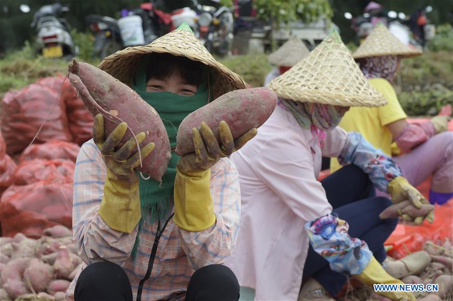 CHINA-FUJIAN-SWEET POTATO-HARVEST (CN)