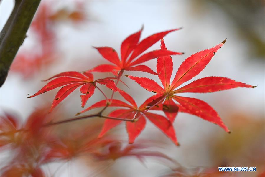 #CHINA-HUBEI-AUTUMN SCENERY (CN)