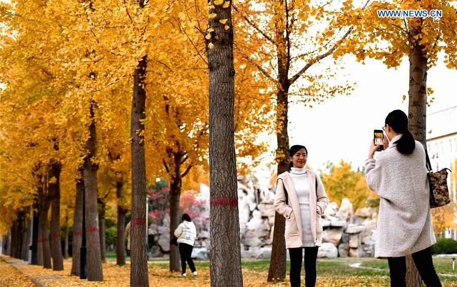 #CHINA-AUTUMN-LEISURE-GINKGO (CN)