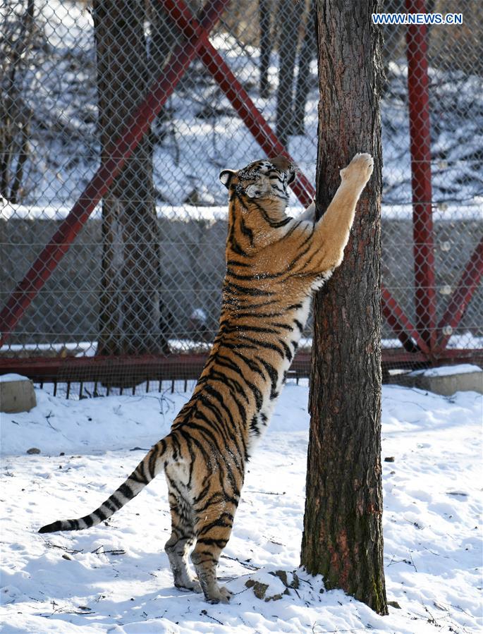 CHINA-HEILONGJIANG-SIBERIAN TIGER (CN)