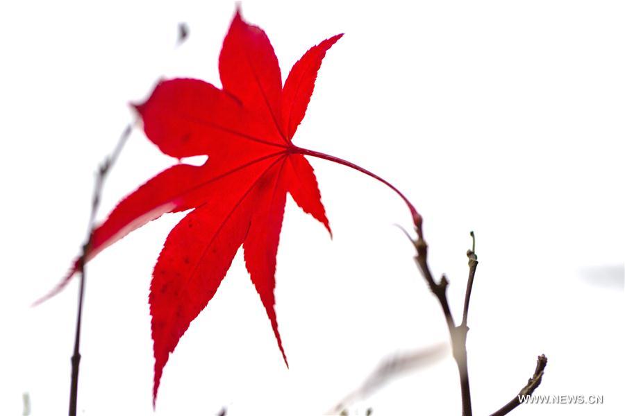 #CHINA-HUBEI-YICHANG-MAPLE LEAVES (CN)