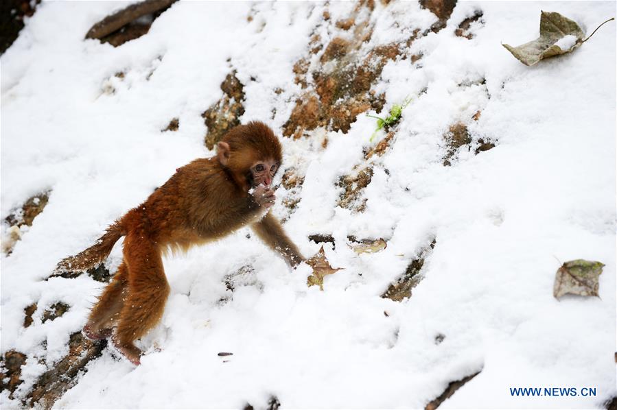 #CHINA-GUIZHOU-GUIYANG-SNOW-MONKEY (CN)