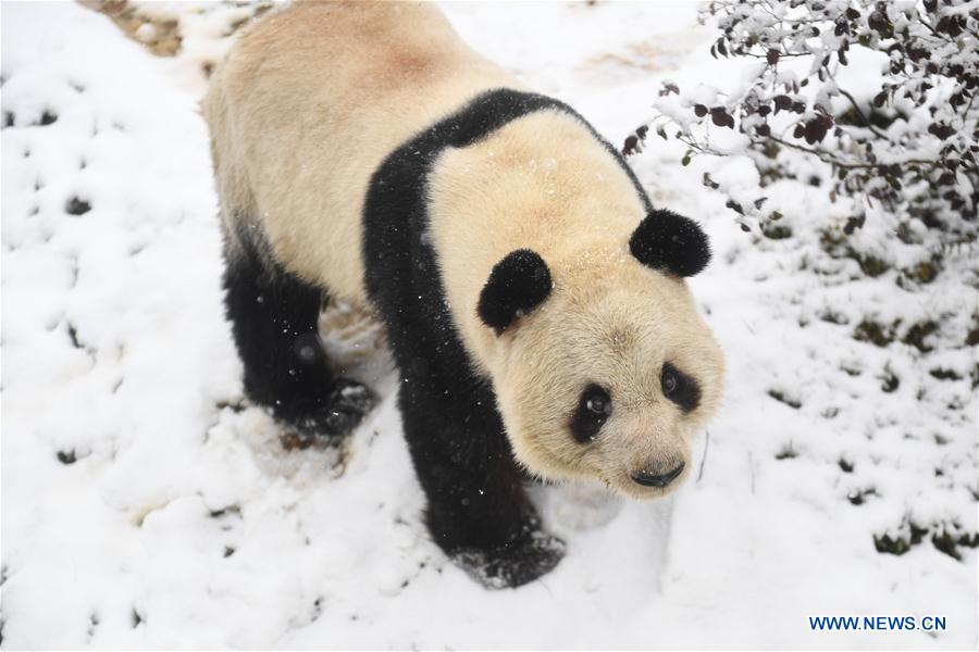 CHINA-ANHUI-SNOW-GIANT PANDA (CN)