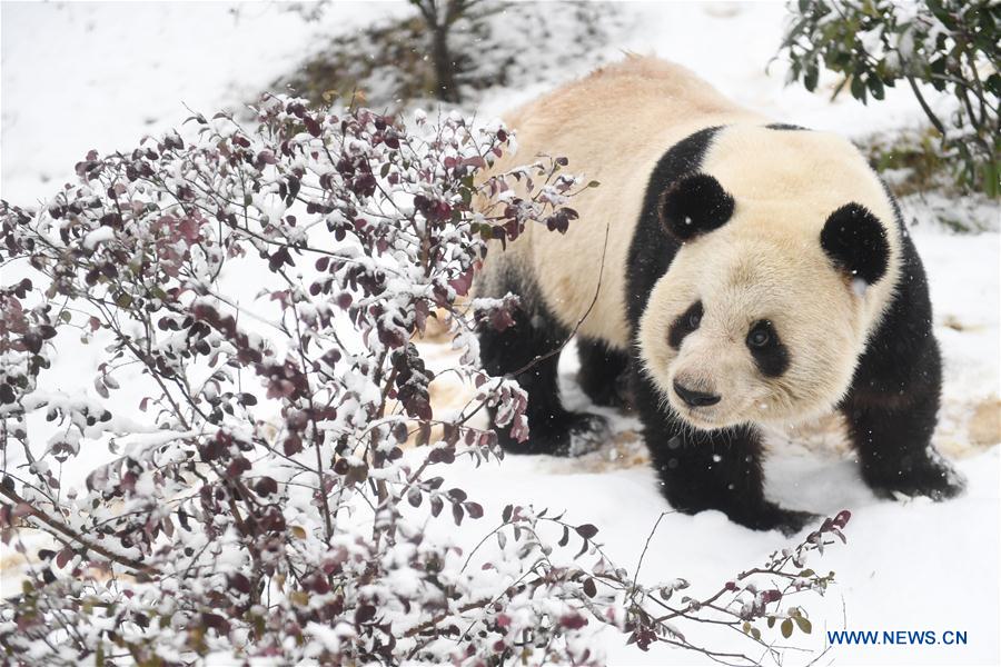 CHINA-ANHUI-SNOW-GIANT PANDA (CN)