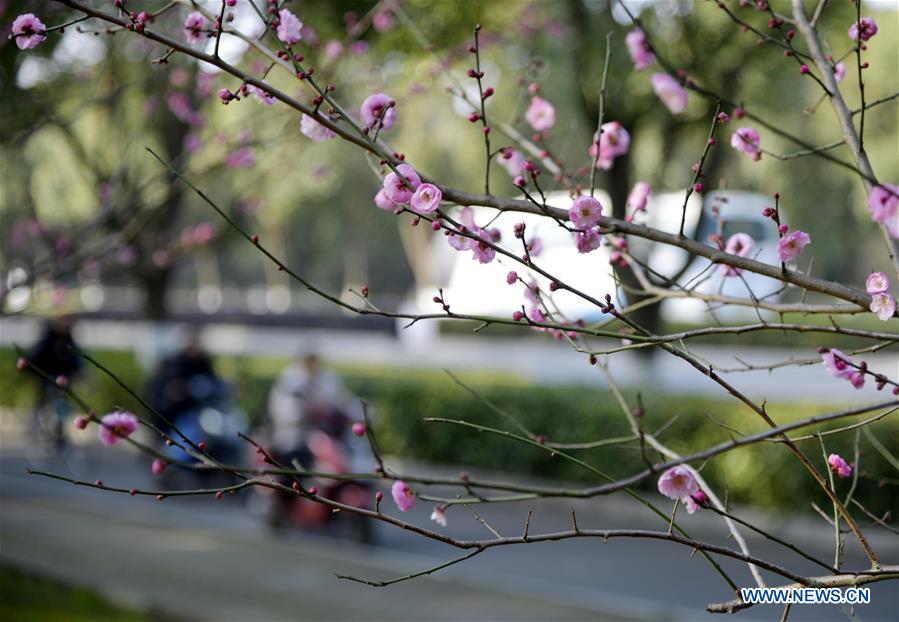 #CHINA-WINTER-FLOWERS (CN)