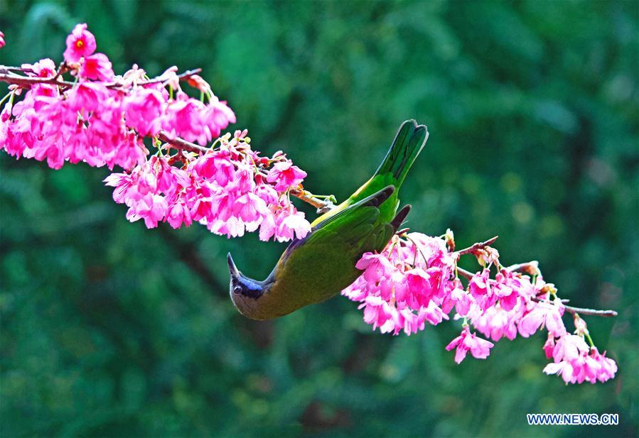 CHINA-FUZHOU-FLOWERS-BIRD (CN)