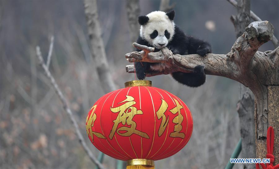 CHINA-SICHUAN-GIANT PANDA-SPRING FESTIVAL (CN)