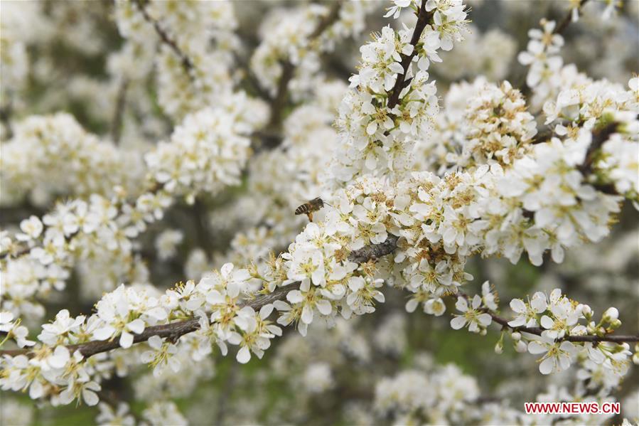 #CHINA-SPRING-FLOWER (CN)