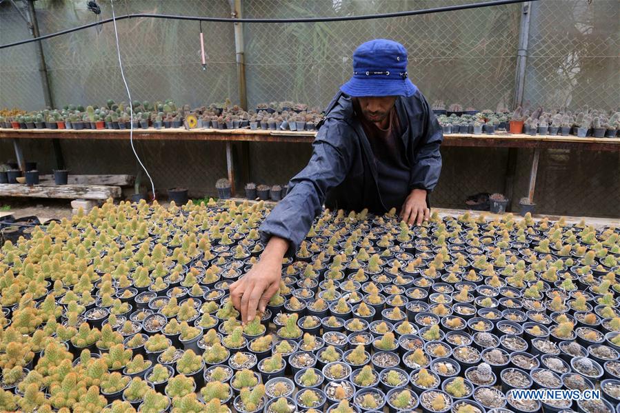 MIDEAST-GAZA-CACTUS