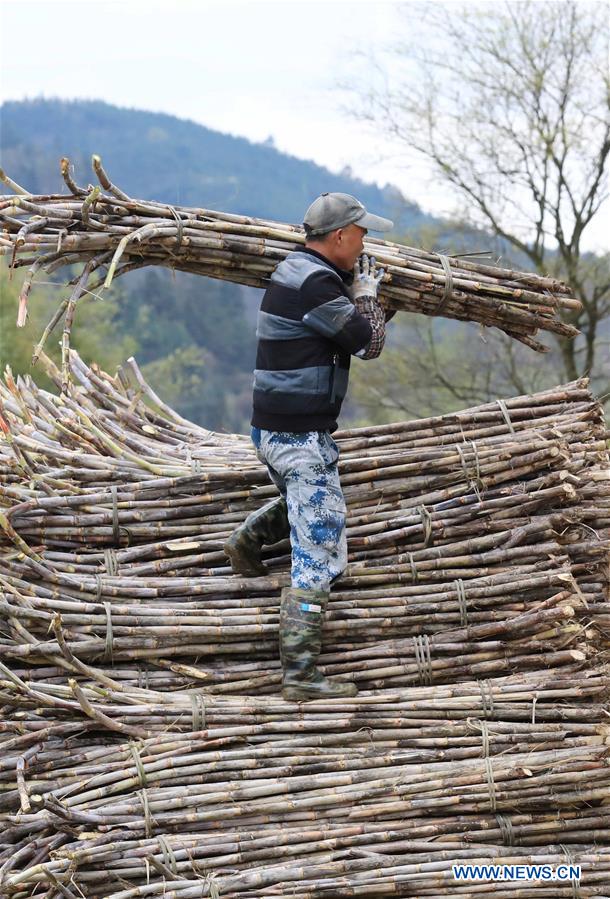 #CHINA-JINGZHE-FARM WORK (CN)