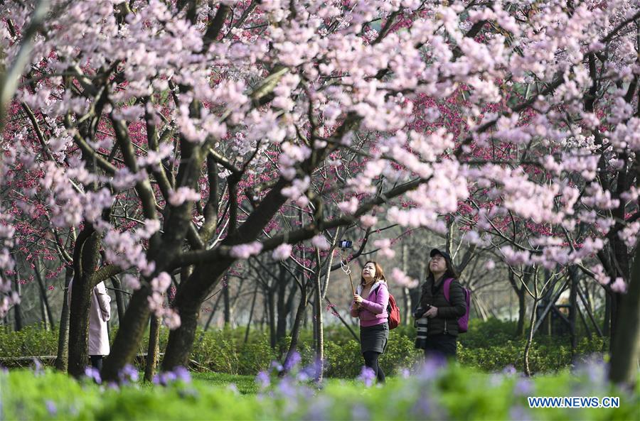 CHINA-HUBEI-WUHAN-CHERRY BLOSSOM (CN)