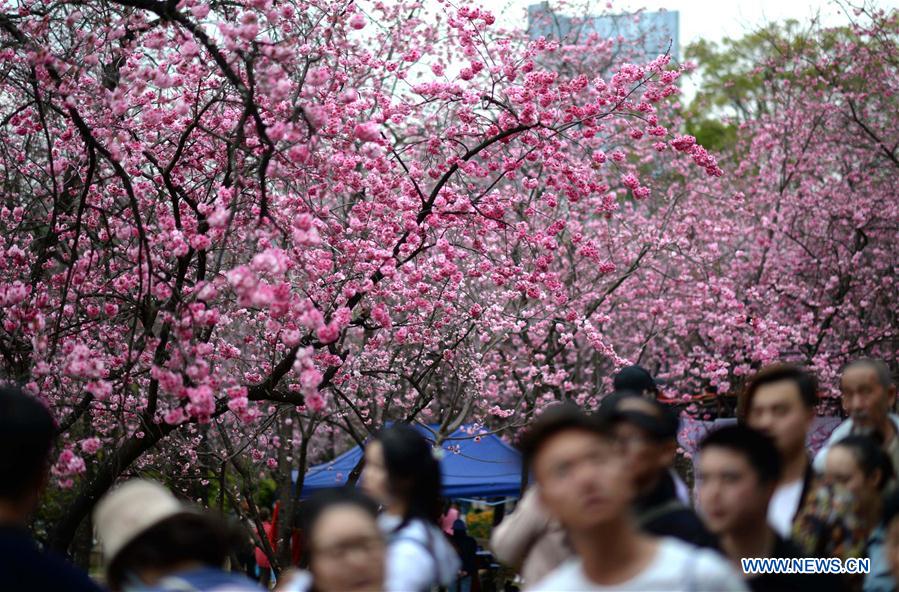 CHINA-YUNNAN-KUNMING-CHERRY BLOSSOM (CN)