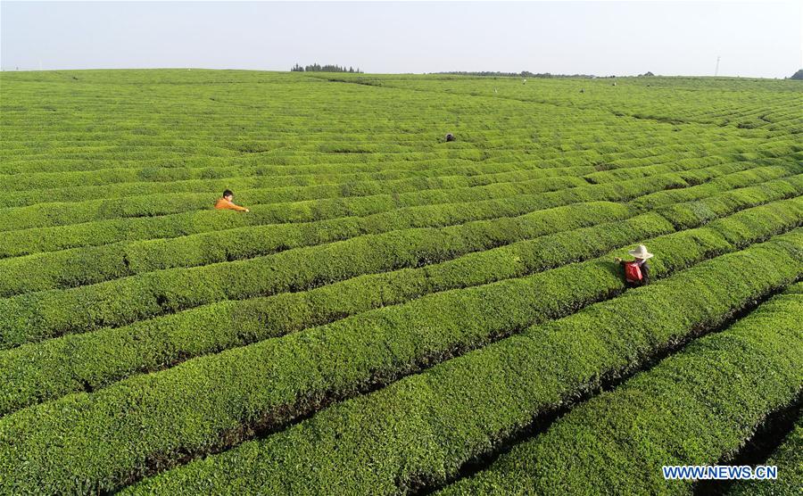 #CHINA-TEA-HARVESTING (CN)