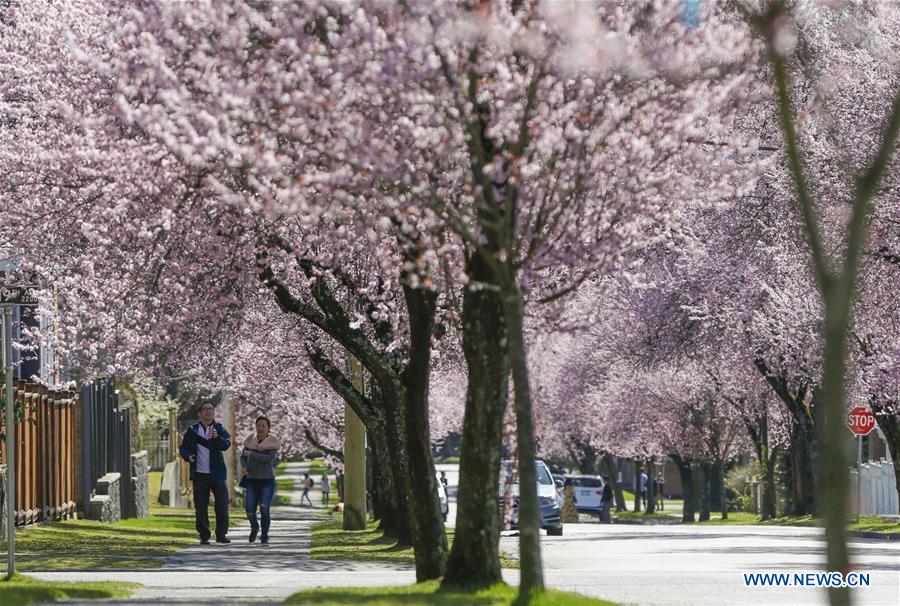 CANADA-VANCOUVER-CHERRY BLOSSOMS